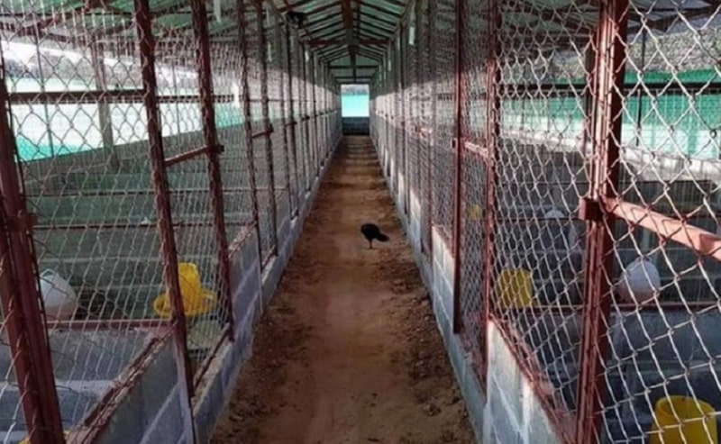 Trong quá trình điều trị gà chọi hỏng mỏ dưới cần cách ly vật nuôi