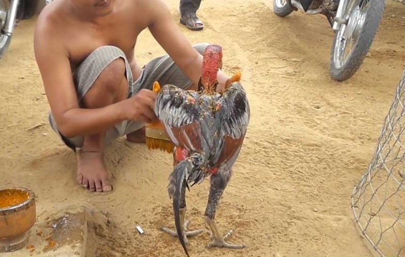 Cách làm da gà chọi dày đơn giản nhất hiện nay là vào nghệ cho chiến kê